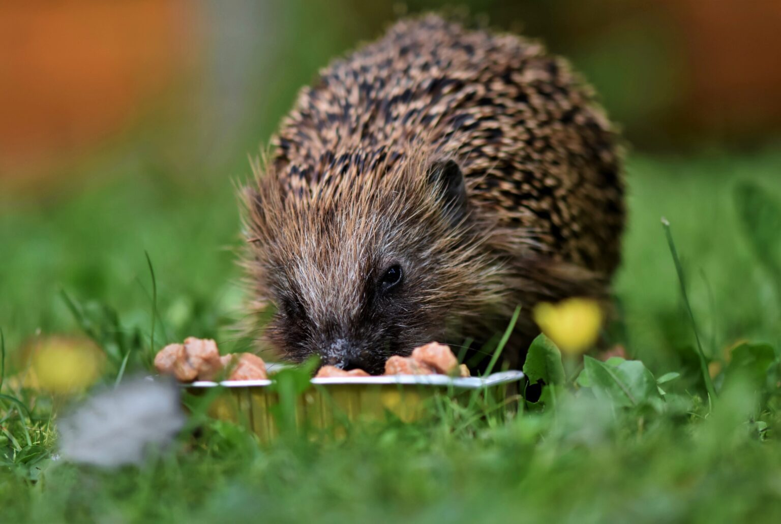 What Do Hedgehogs Eat? Food, Diet, Treat, & Snack List - Sprinkle Foods